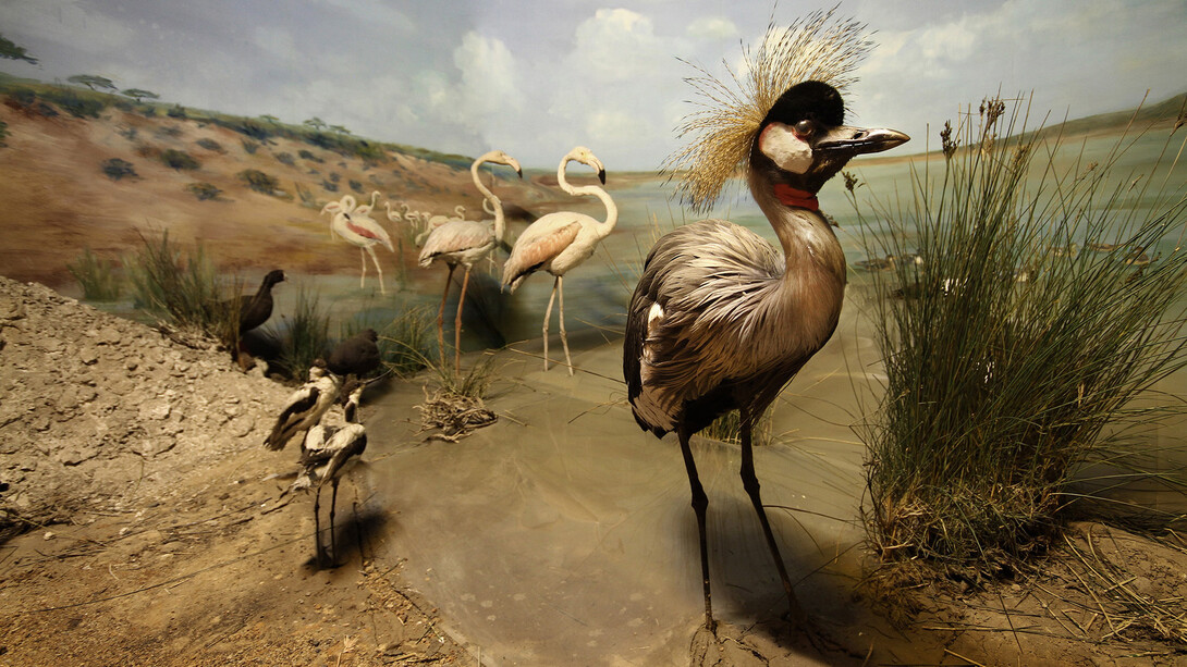 Birds, exhibition view. Courtesy of National Museum Bloemfontein