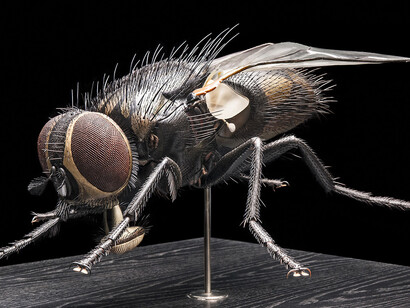Keller’s Insect Models. Courtesy of Museum für Naturkunde