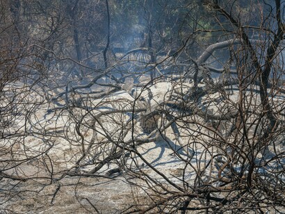 A haunting landscape of burned trees stretches across the forest after a devastating wildfire