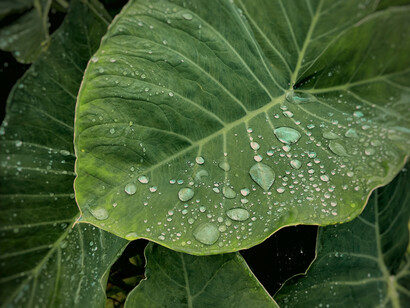 Pero luego nos congregamos, condensándonos en planetas