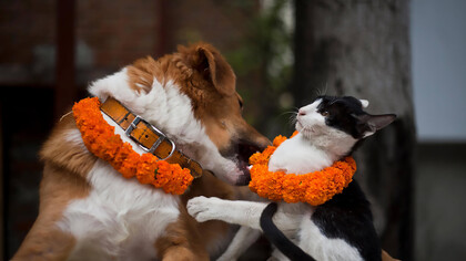Khicha Puja (also known as Kukur Tihar or Narak Chaturdashi, Nepali: कुकुर तिहार) is an annual festival originating in Nepal, celebrated on the second day of the Swanti or Tihar festival (around October or November). This day, called Khicha Puja or Kukur Tihar, is dedicated to the worship and honoring of dogs, recognizing their loyalty, friendship, and service to humans