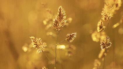 Spighe di grano in un campo all'ora del tramonto con il sole che crea giochi di luce e invoca ricordi