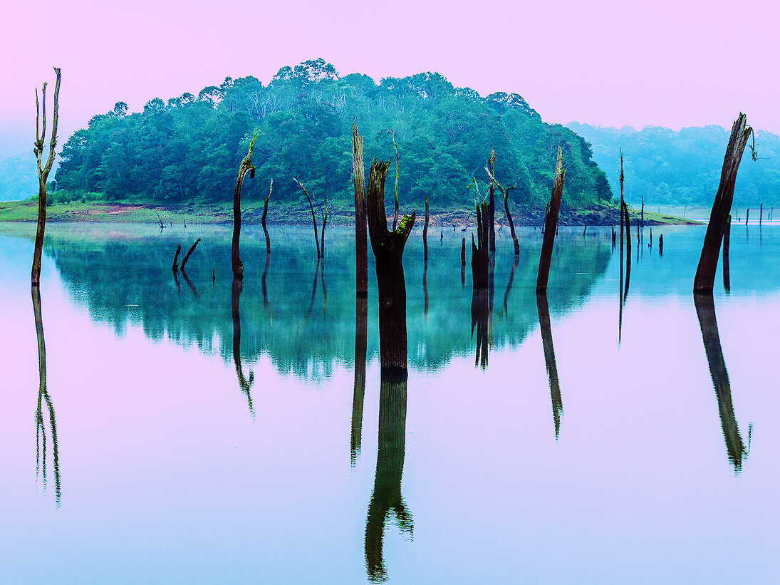 Irena Anna Sowinska, Forgotten Forest, 17” x 23.5”, Digital Photograph on Fine Art Paper, Courtesy of Agora Gallery
