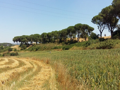 La sede della cooperativa si trova all’interno del suggestivo Borghetto San Carlo, sulla via Cassia, uno spazio rurale recuperato e trasformato in luogo di produzione e aggregazione. @Cooperativa Agricola Coraggio