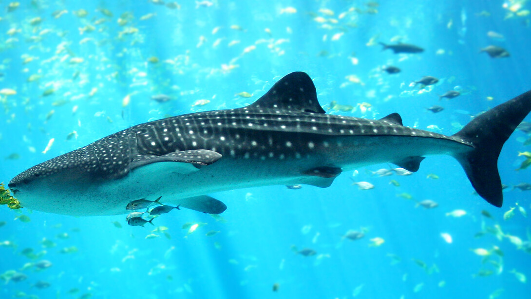 Un esemplare di Rhincodon typus, "Squalo balena"