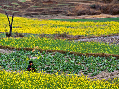 Bhutan – Coltivazione della senape. Ph Sergio Pessolano