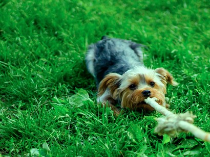 O humano encontra em seu pet ampla acolhida sobre sua verdadeira natureza