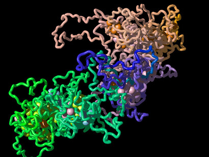 The studies on genoma