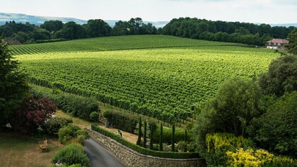 A beautiful and peaceful vineyard in Great Britain near the South East of England