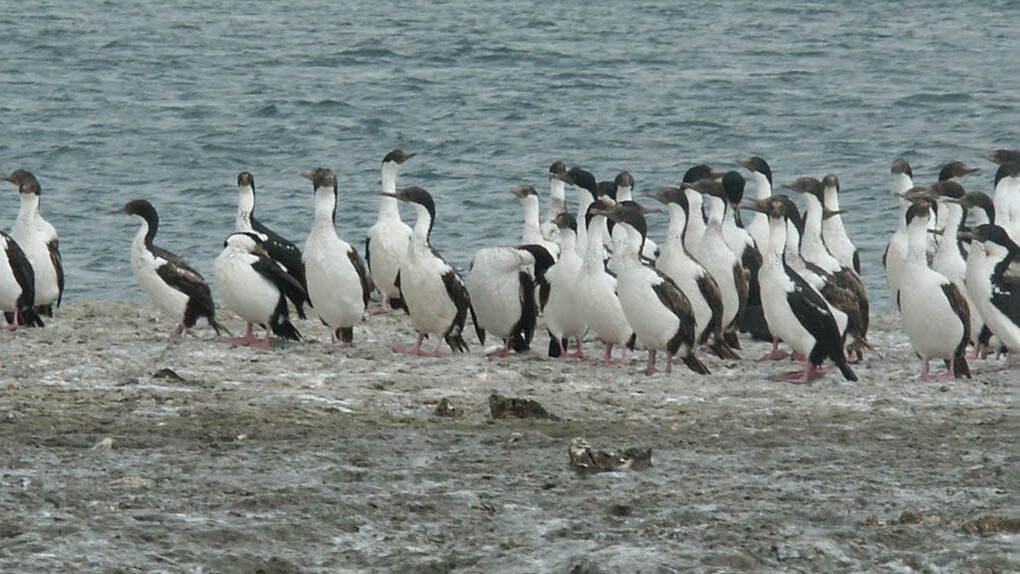 Argentina penisola Valdez, i pinguini di Magellano