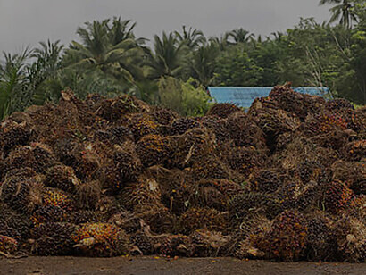 Heap of palm fruits showcases the palm oil production process