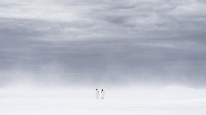 Whiteout: Visions from an Eternal Winter. Courtesy of Paul Nicklen Gallery