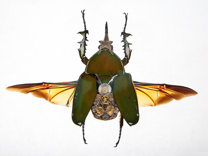 Gary Wormann, Mecynorrhina Secundus