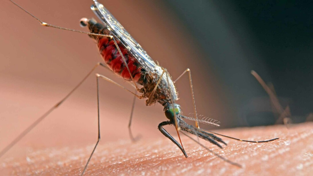 Malaria is caused by parasitic protozoans in the genus Plasmodium