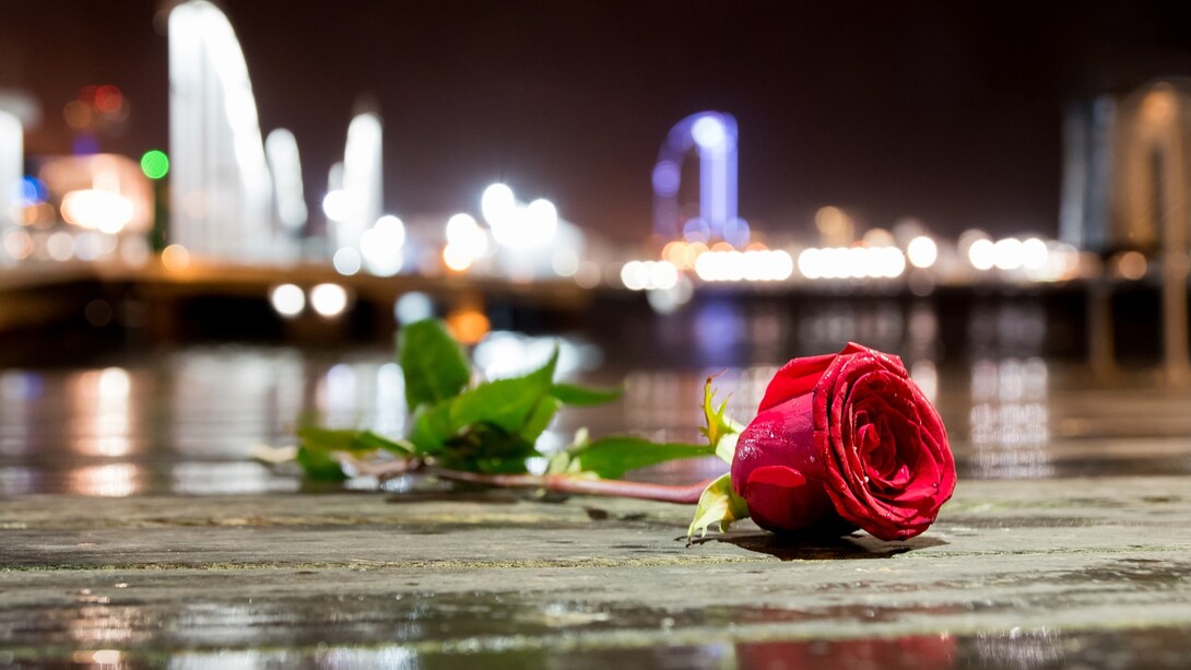 Una rosa en Barcelona