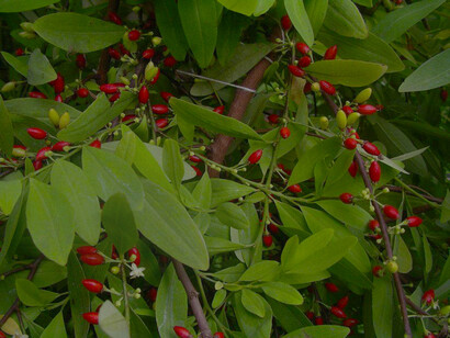 Coca plant: coca tea is among the remedies used by Andean indigenous people