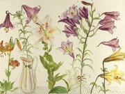 Elizabeth Blackadder, Still Life with Flowers and Leaves, watercolour, W:77cm H:58cm
