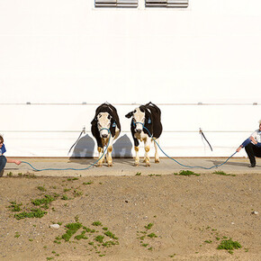 Aleksandra Domanovic , Bullen ohne Hörner: Entstehung, 2016, Chromogendruck auf Diasec, Auflage 1/3. Courtesy die Künstlerin und  Tanya Leighton, Berlin © Foto: die Künstlerin Fotografen: Aleksandra Domanovic 
und Spencer Lowell