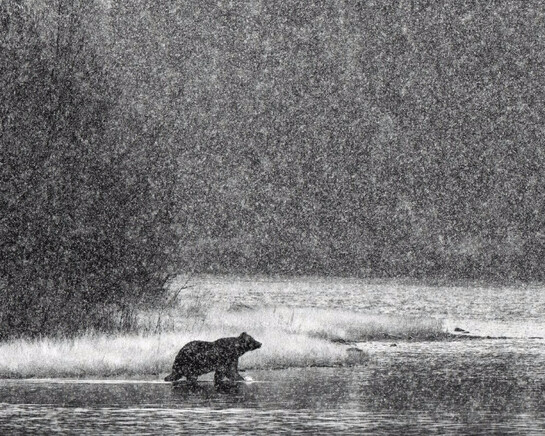 Whiteout: Visions from an Eternal Winter. Courtesy of Paul Nicklen Gallery 
