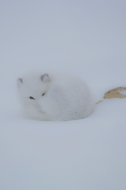 Volpe Artica a Churchill, Manitoba