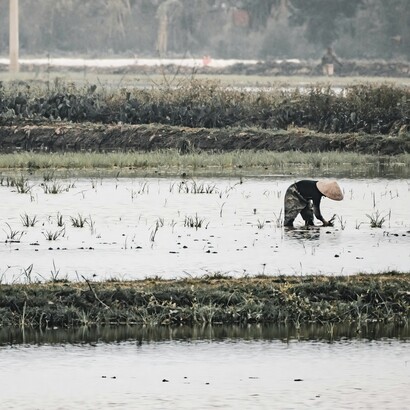 Une rizière au Vietnam