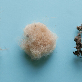 Natural Habitat. Courtesy of Wellcome Collection 