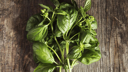 Profumo di basilico