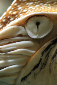 Acercamiento al ojo del Nautilus