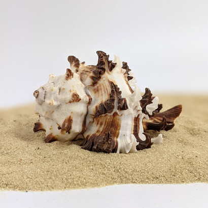 L’analogia della conchiglia con la casa è immediata 