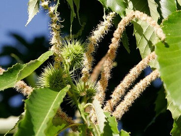 La fioritura del castagno è importante anche per le api, che ne raccolgono il nettare producendo un miele dal sapore intenso e leggermente amarognolo