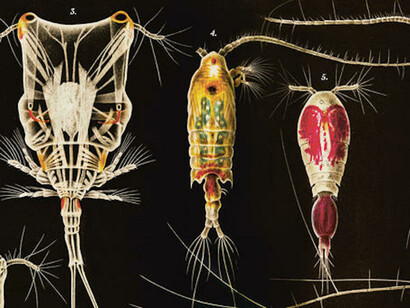 Opulent Oceans. Courtesy of American Museum of Natural History
