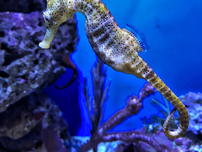 While slashing current emissions, we must also remove many gigatons of carbon dioxide from atmosphere and ocean