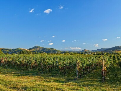 Vigneti nell'Oltrepò Pavese, Italia