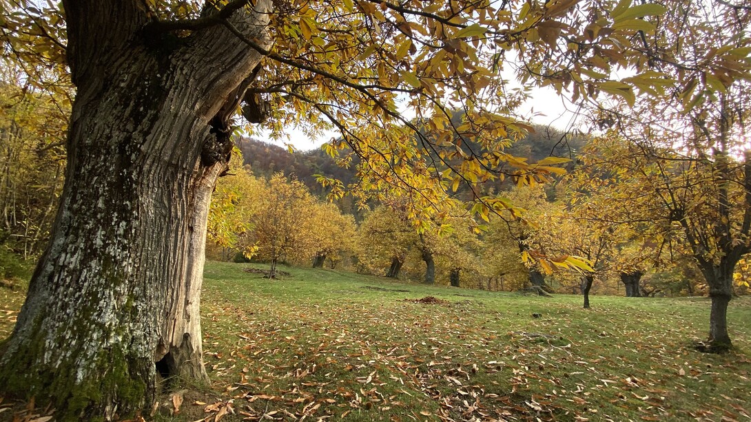 Valle del Vignale, provincia di Firenze, Toscana, Italia