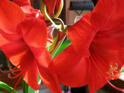 Amaryllis 