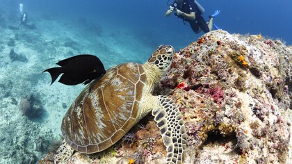 Green turtle on a rock, ph. Aditya Havelia