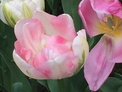 Tulipano rosa