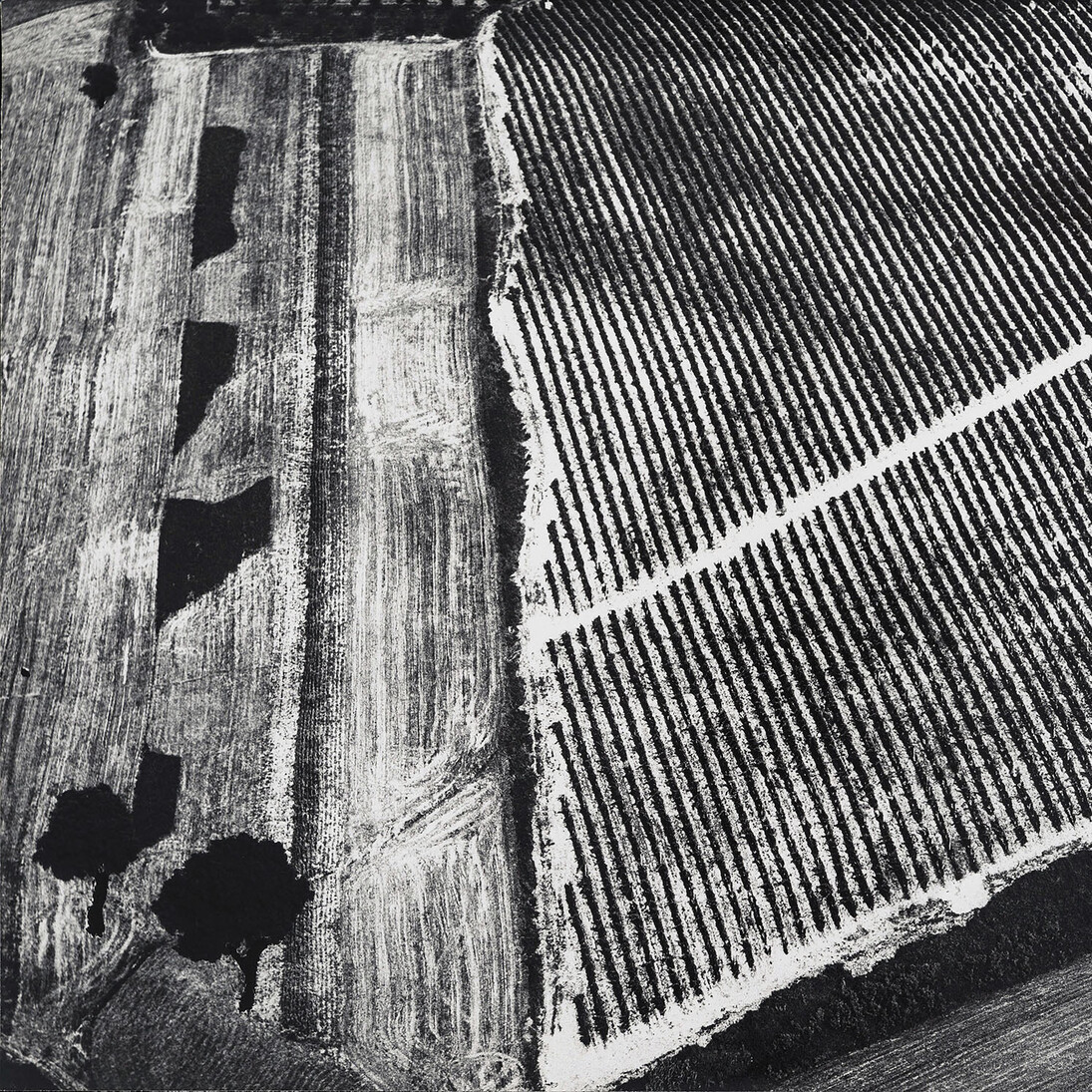 Mario Giacomelli, Presa di coscienza sulla natura, dettaglio, 1976, stampa d’epoca ai sali d’argento, firmata sul retro,30 x 40 cm, ed. vintage, courtesy Archivio Mario Giacomelli – Sassoferrato