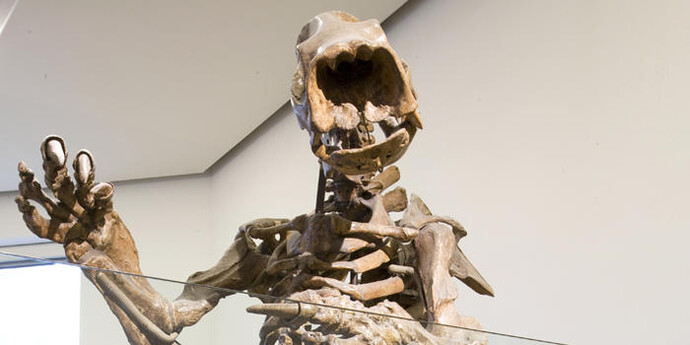Hall of Primitive Mammals. Courtesy of American Museum of Natural History