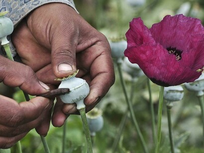 L’oppio ha mantenuto in piedi il regime talebano in tutti questi anni