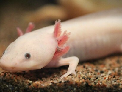 Ambystoma mexicanum (Axolotl)