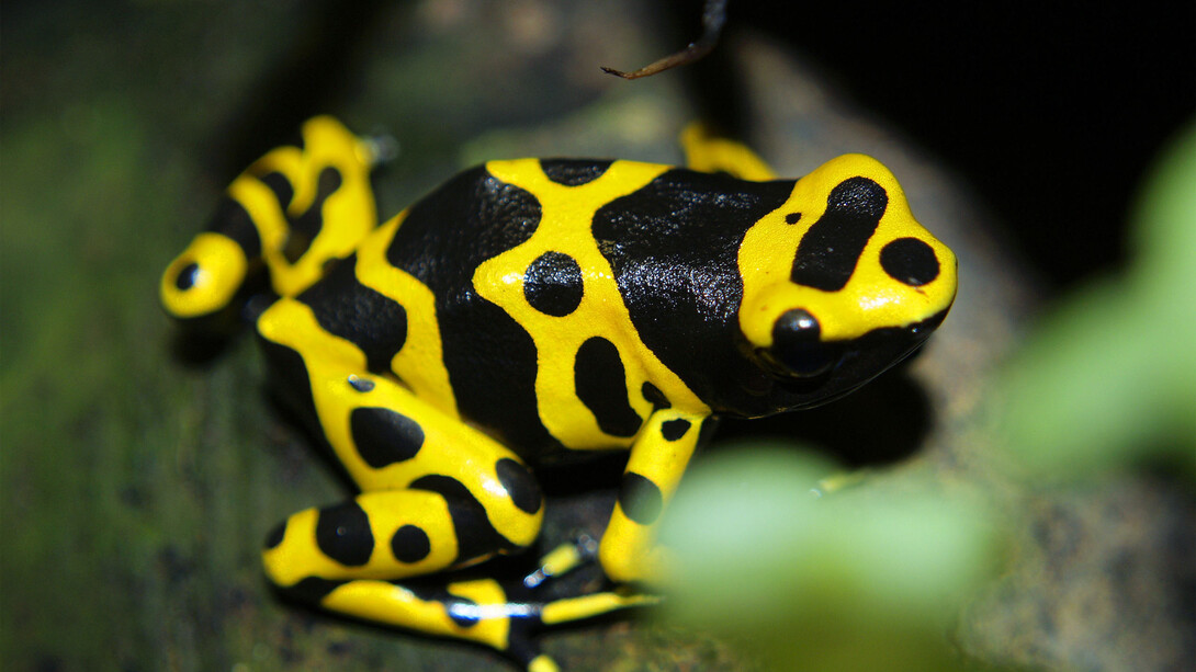 El sapito minero (dendrobates leucomelas) está muy presente en la simbología de los Makiritare
