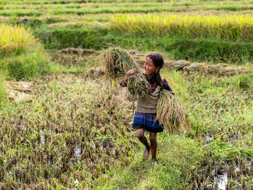 A child harvesting rice in Lào Cai, Vietnam