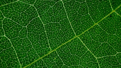 As imperfeições naturais, como frutos do acaso, podem ser embelezadas pela arte poética