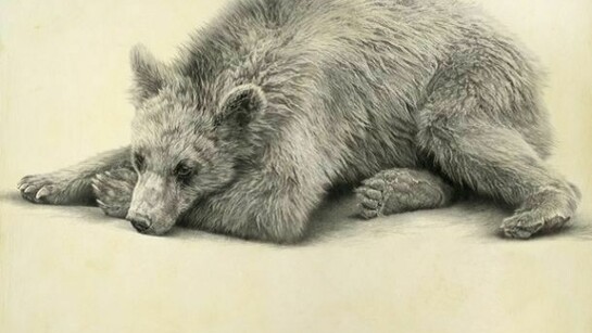 Brown bear by Vicky White, pencil on primed panel, 50 x 65cm