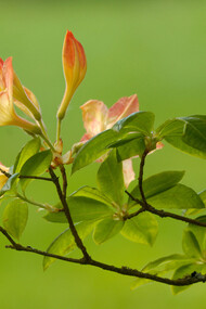I fiori dell'ottimismo