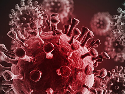 El «nuevo reino»: coronavirus y murciélagos