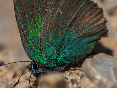 A close up of a butterfly symbolizing the fragility and wonder of discovery 
