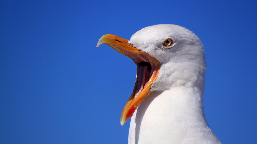 La gaviota se caracteriza por su inteligencia