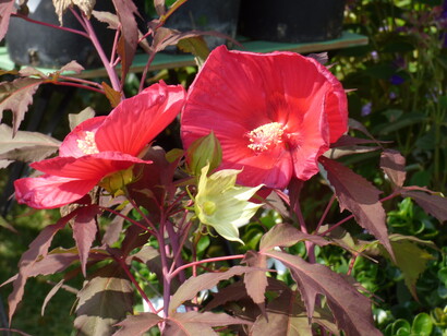 Hibiscus moscheutos